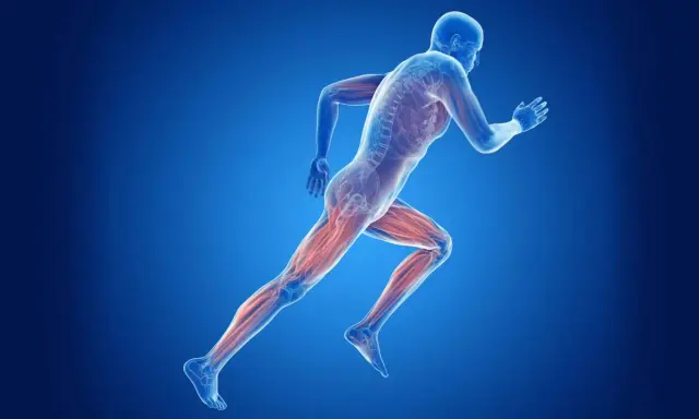 Beim Joggen werden die Beinmuskeln trainiert. Die Abbildung zeigt die Muskulatur eines Läufers.