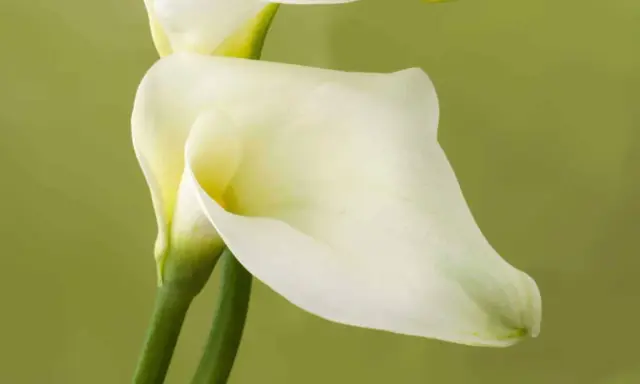 Deux élégantes fleurs de zantedeschia aethiopica, d'un blanc pur, se dressent sur des tiges vertes sur fond vert pâle.