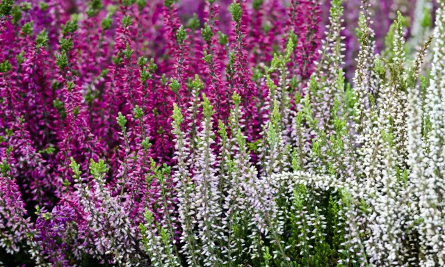 Brezo en flor, morado y blanco, con follaje verde. Cuidados sencillos para un jardín vibrante.
