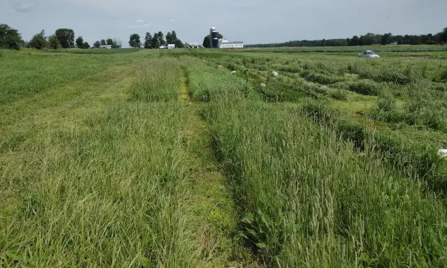 A wide field of lush green summer forage crops stretches towards a farm with silos and buildings.