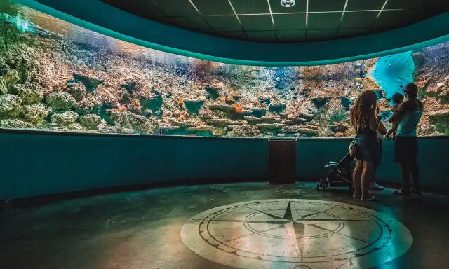 Familia admira un acuario con corales y peces. Una actividad ideal que ver en Sevilla con niños.