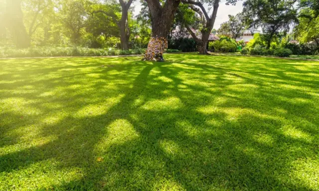 A lush green lawn, with dappled sunlight and shade from large trees, creates a peaceful scene. The grass that grows in shade here is vibrant and healthy.