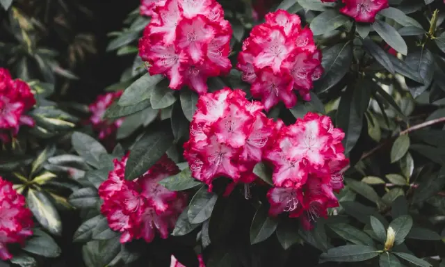 Piękne, różowo-białe kwiaty rododendrona. Ta roślina preferuje kwaśną ziemię, bogatą w próchnicę.