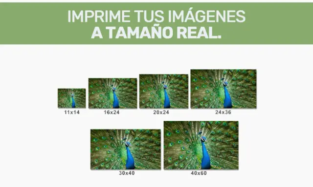 Imprime tus imágenes a tamaño real. Muestra un pavo real con la cola desplegada en varios tamaños: 11x14, 16x24, 20x24, 24x36, 30x40 y 40x60.