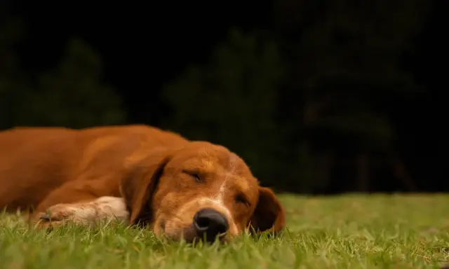 Un chien brun dort paisiblement sur l'herbe. Il semble qu'il rêve de rester dehors la nuit.