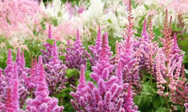 A field of pink and white astilbe blooms, showcasing their feathery plumes. This is the peak astilbe bloom time, a vibrant display of summer color.