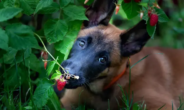Szczeniak malinois próbuje maliny prosto z krzaka. Czy pies może maliny? Ten maluch zdaje się mówić tak!