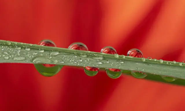 Macro per fotografare gocce d'acqua su un filo d'erba, con riflessi rossi di un fiore.