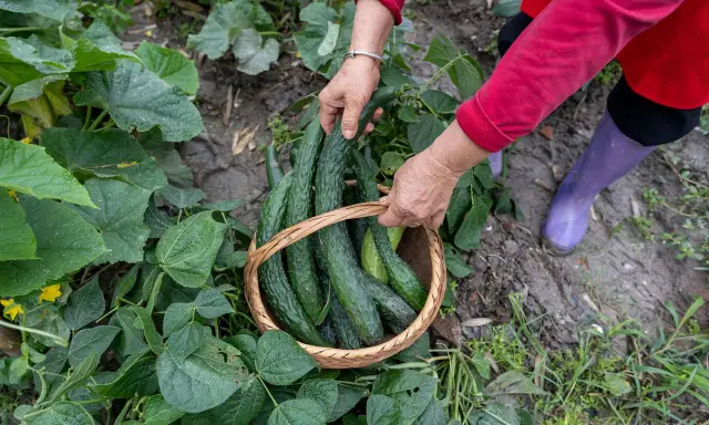 Mains récoltant des concombres à planter dans un panier en osier, entouré de feuilles vertes luxuriantes.
