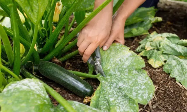 Mains coupant une feuille blanche de courgette atteinte de mildiou. Une courgette verte est visible à côté.