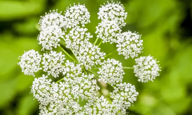 Zarte weiße Blüten der Bibernelle, deren Heilwirkung seit langem bekannt ist, entfalten sich vor grünem Hintergrund.