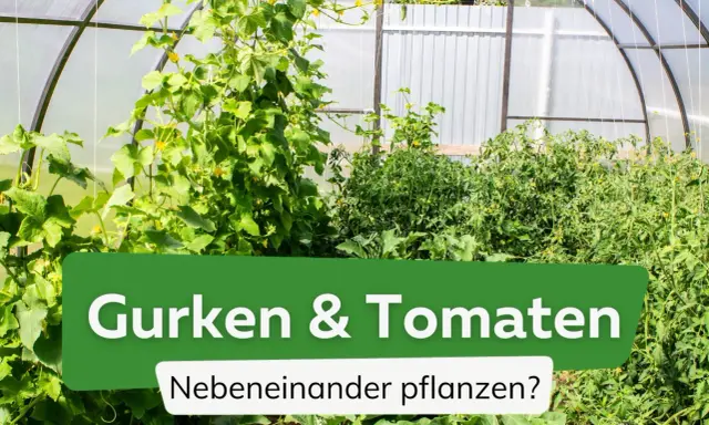 Gurken und Tomaten wachsen üppig nebeneinander in einem Gewächshaus.