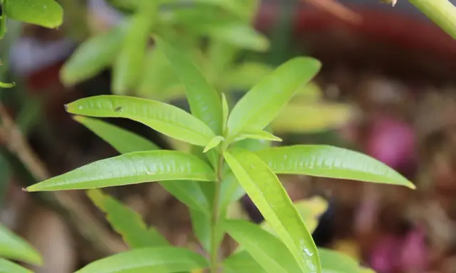 Bouture verveine citronnelle aux feuilles vertes vives, prête à prendre racine et à parfumer le jardin.