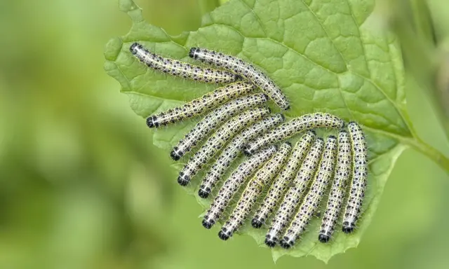 Une colonie de chenilles, futures papillons du chou, dévorent une feuille verte.