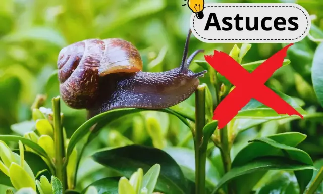 Un escargot sur une feuille verte, avec un "X" rouge et le mot "Astuces". Un remède de grand-mère contre les escargots.