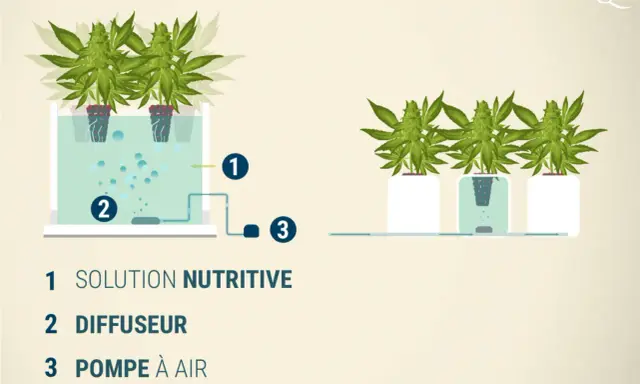 Schéma de culture hydroponique : solution nutritive (1), diffuseur (2) et pompe à air (3) pour des plantes florissantes.