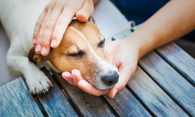 Douces mains caressant la tête d'un chien endormi, peut-être pour comprendre pourquoi mon chien tremble sans raison.