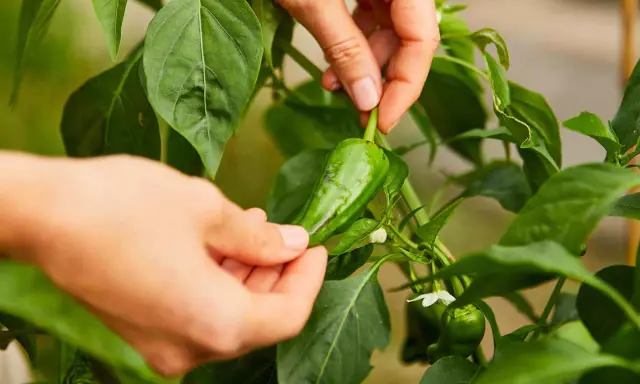 Mains cueillant un piment vert sur la plante. C'est le moment idéal quand ramasser les piments verts pour une saveur fraîche.