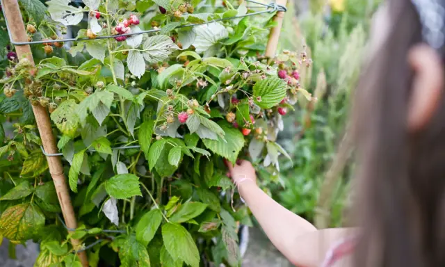 Maintenir les tiges d'un framboisier remontant avec un tuteur pour un palissage optimal. Des framboises mûres et vertes parsèment les branches.