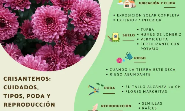 Crisantemos: cuidados, tipos, poda y reproducción. Guía visual con consejos para el cultivo de crisantemos, incluyendo ubicación, suelo, riego y poda.