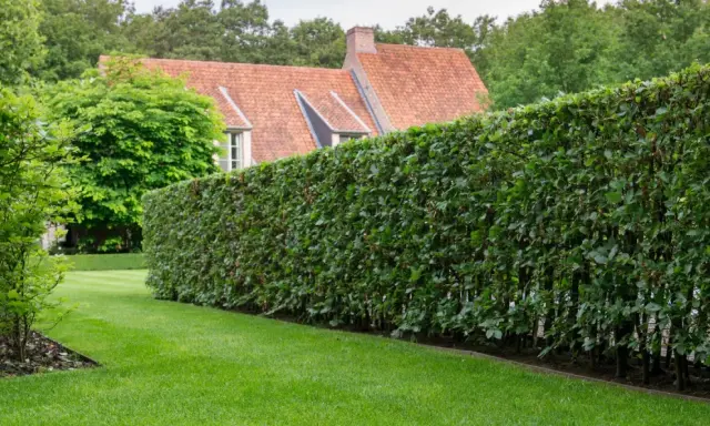 Une haie dense et bien taillée, un type de haie pour clôture, borde une pelouse verte devant une maison au toit de tuiles.
