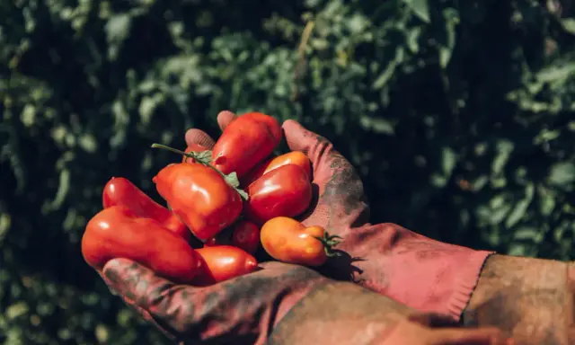 Hände in roten Handschuhen halten frisch geerntete San Marzano Tomaten. Die Ernte ist üppig, was gute Tomate San Marzano Erfahrungen verspricht.