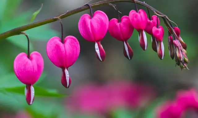 Des cœurs de Marie roses, en forme de goutte, pendent d'une tige. Quelques gouttes de rosée brillent sur leurs pétales.