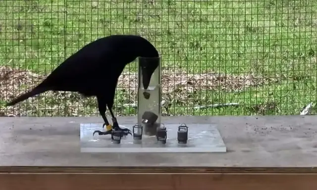 Cuervo negro inteligente resolviendo un rompecabezas para obtener comida, una lección sobre como ahuyentar cuervos.