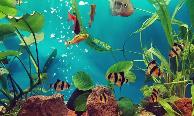Nano akwarium: Jakie ryby? Sprawdzone obsady, unikaj błędów!