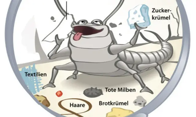 Ein fröhlicher Silberfisch frisst Zucker, Textilien, Haare, tote Milben und Brotkrümel. Warum Silberfische so beliebt sind? Sie sind Allesfresser!