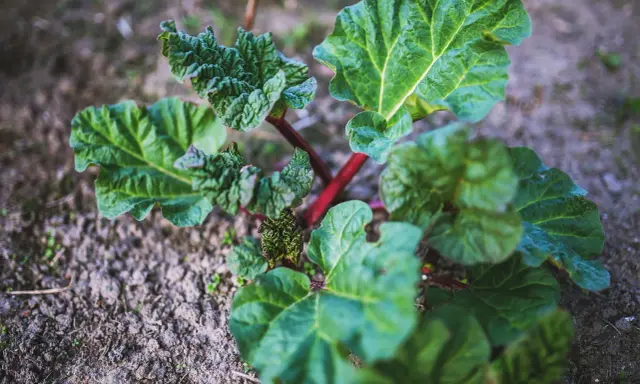 Jeune plant de rhubarbe aux grandes feuilles vertes et aux tiges rouges, prêt à être planté.