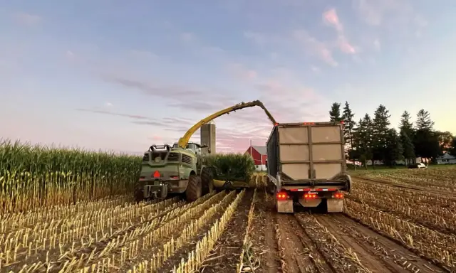 A forage harvester fills a trailer with bmr corn silage at sunset. The field is harvested, leaving stubble.