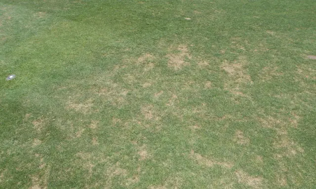 Patches of brown, damaged turfgrass indicate a problem, possibly from black turfgrass ataenius.