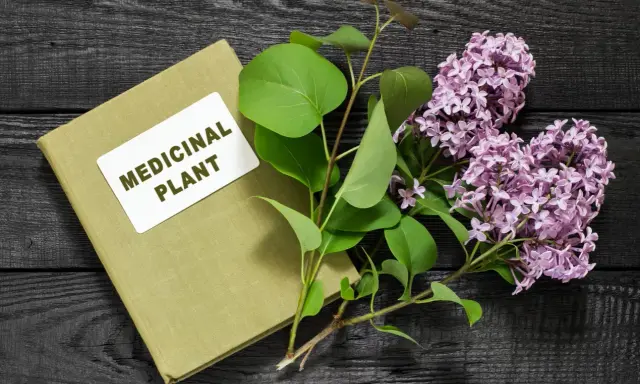 Livre sur les plantes médicinales, avec des feuilles vertes et des fleurs de lilas. Un remède anti inflammatoire naturel à portée de main.