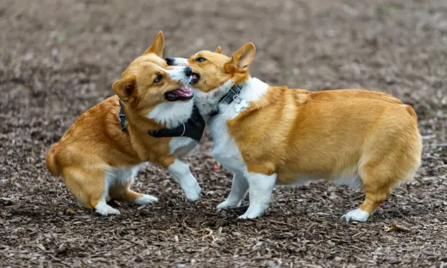 Dwa urocze corgi bawią się na zewnątrz. To świetny przykład, jak wprowadzić szczeniaka do domu z psem, obserwując ich interakcje.