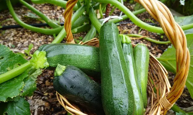 Koszyk pełen świeżych cukinii, idealnych do zbioru. Pamiętaj, kiedy siać cukinie, by cieszyć się tak obfitymi plonami!