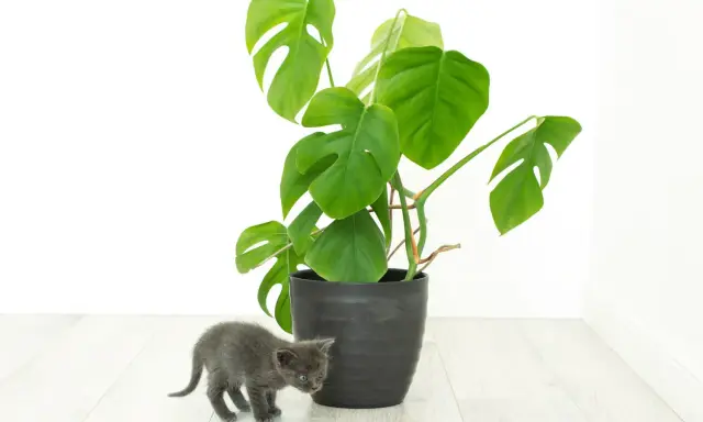 Mały, szary kotek ciekawie węszy przy dużej, zielonej monsterze. Czy monstera jest trująca? Lepiej uważać, by kotek nie próbował jej podgryzać.