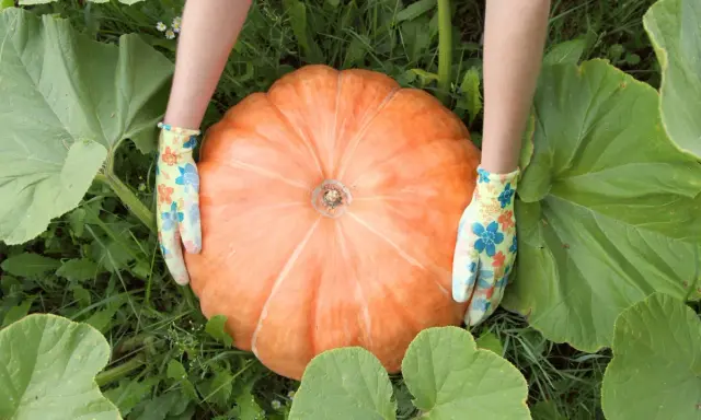 Hands in floral gloves cradle a giant orange pumpkin, a testament to successful pumpkin patch cultivation.