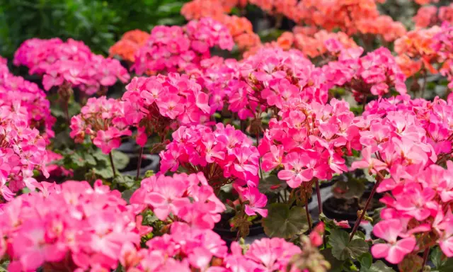 Mnóstwo różowych odmian pelargonii tworzy barwny dywan. W tle widać pomarańczowe kwiaty.