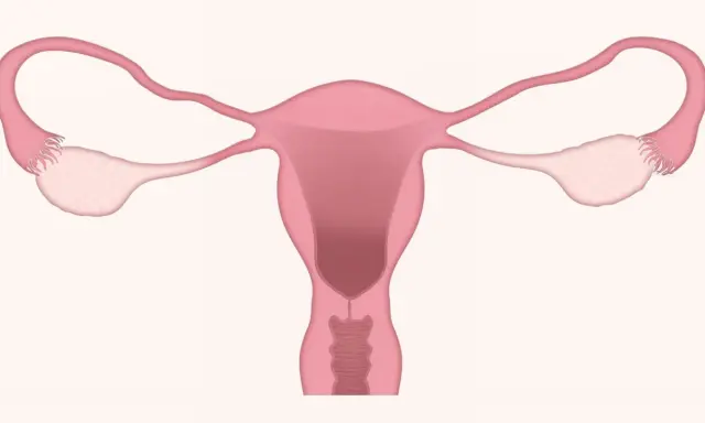 Anatomia układu rozrodczego kobiety. Warto pamiętać o potencjalnych duphaston skutki uboczne.