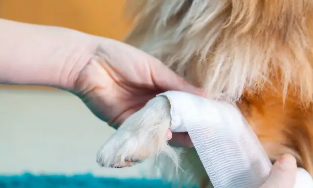 Main d'une personne bandant la patte d'un chien, peut-être une entorse patte chien.