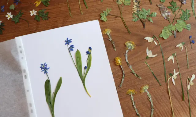 Getrocknete Blumen, bereit für ein Herbarium. Blaue Scilla und gelbe Blüten auf Holz.