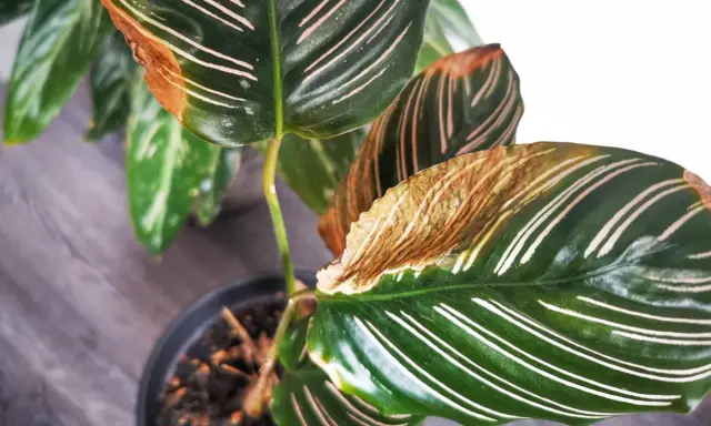 Braune Blattspitzen bei Calathea: Tipps zur Calathea Pflege, um trockene Ränder zu vermeiden.