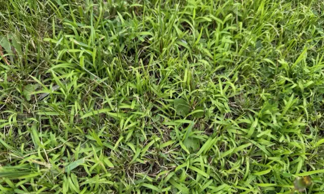 A close-up view of a lawn showing the different stages of crabgrass growth, from young shoots to more established patches.