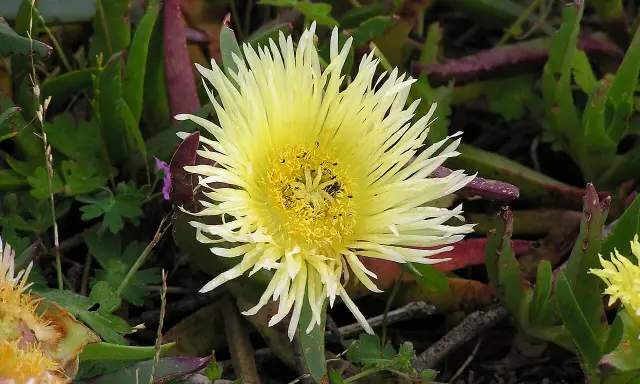 Fleur jaune pâle aux pétales fins et au cœur jaune vif, entourée de feuilles vertes et pourpres.