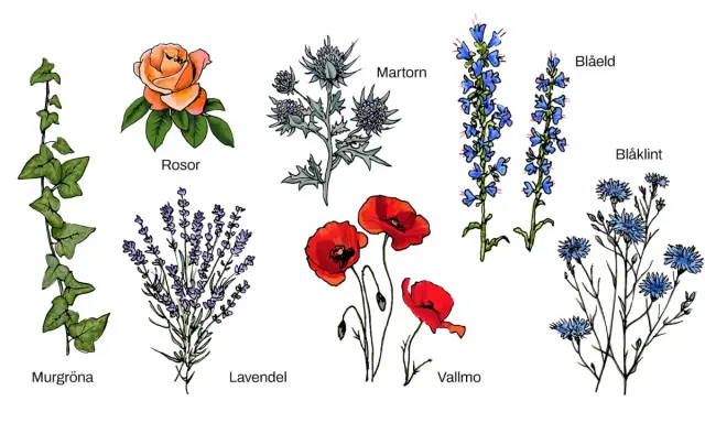 Illustrationer av svenska blommor: murgröna, rosor, martorn, lavendel, vallmo, blåeld och blåklint.
