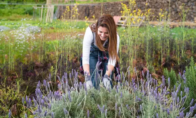 Une femme souriante travaille dans un champ de lavande. Elle semble se demander quelle terre pour la lavande afin d'obtenir la meilleure récolte.