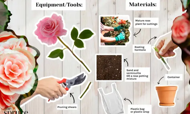 Learn how to propagate roses with this guide showing pruning shears, rooting hormone, soil, a plastic bag, and a pot.