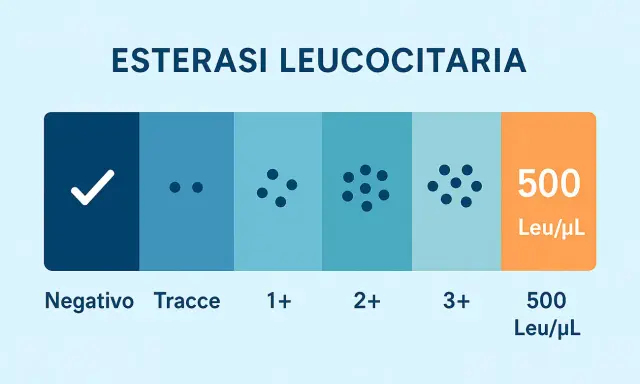 Scala di esterasi leucocitaria: da negativo a 3+, con 500 Leu/µL. Preoccuparsi se i valori aumentano.