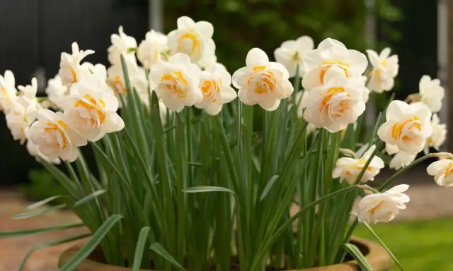 En kruka fylld med fluffiga narcissus pseudonarcissus i nyanser av vitt och gult.